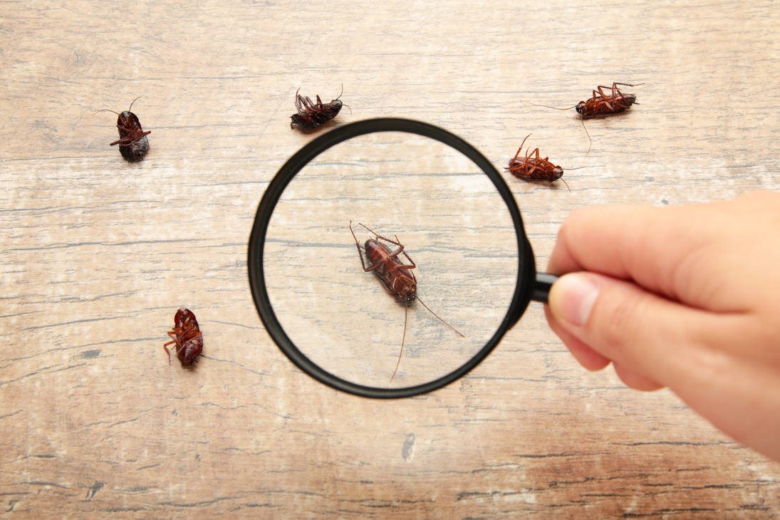 Dead cockroaches on floor zooming by magnifying glass , pest control service