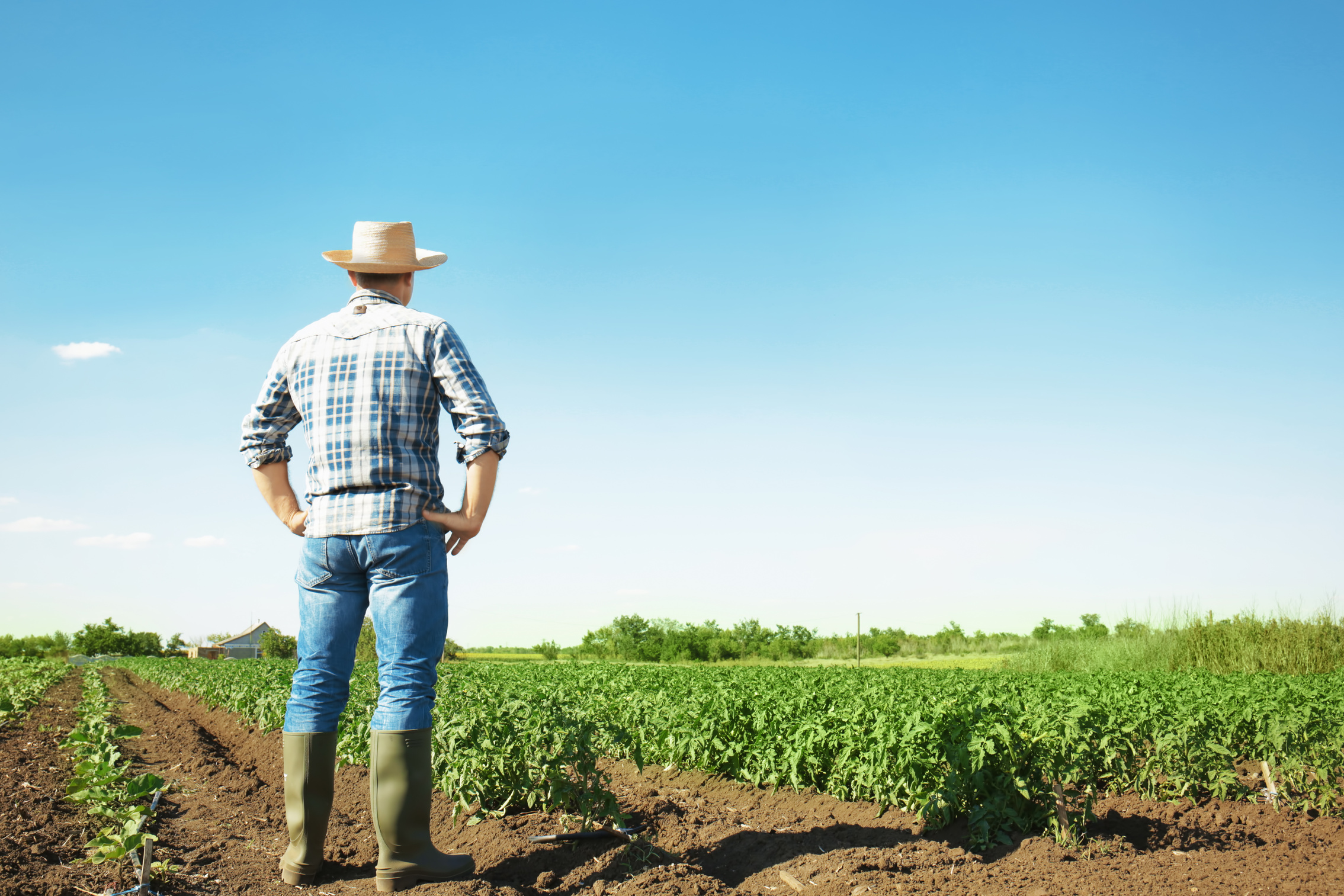 A Farmer Looking at His Crops